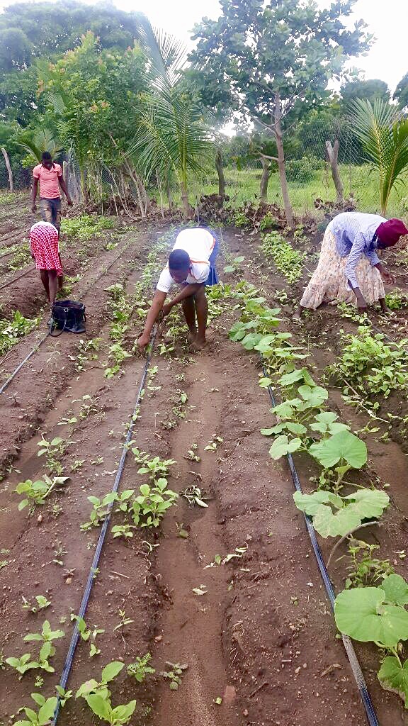 Gardens Drip Irrigation 1